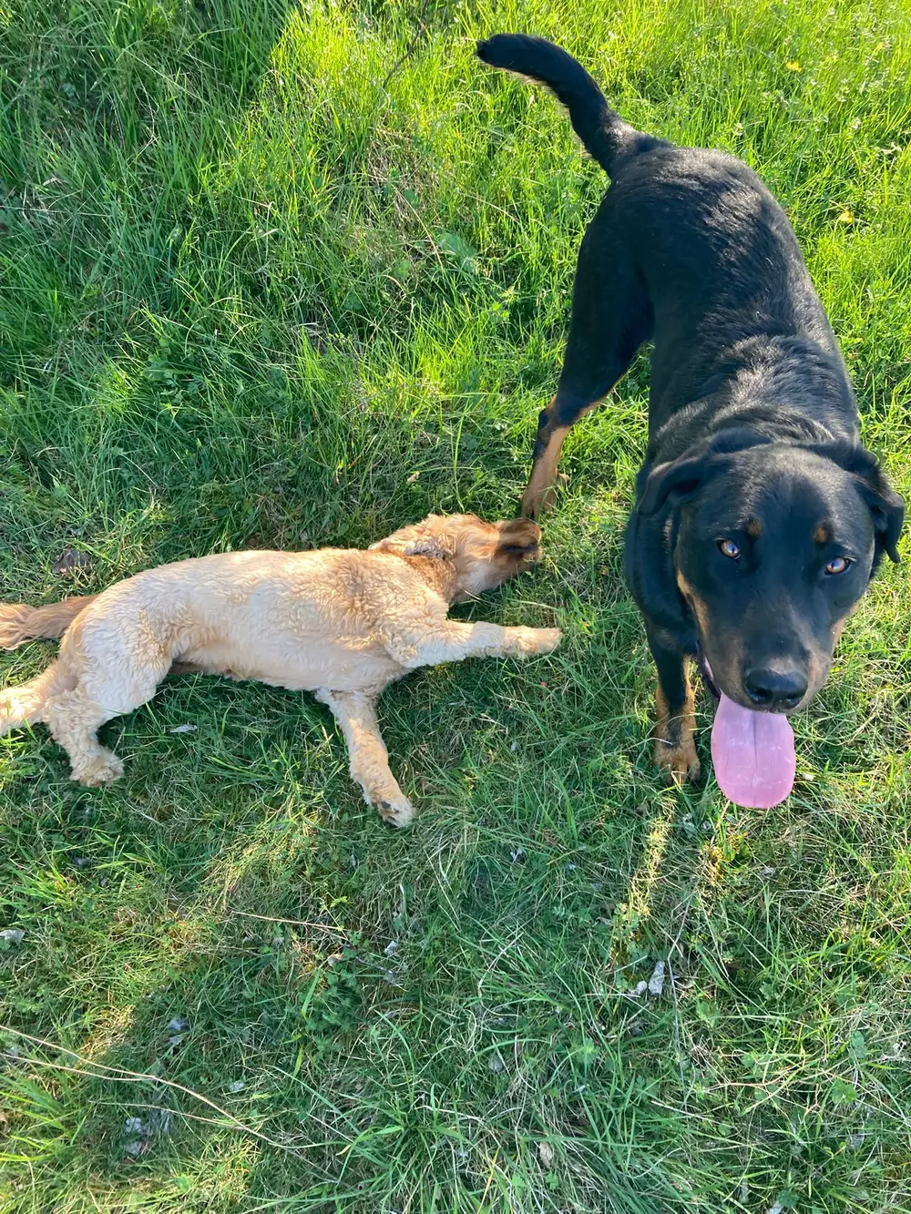 Éducation canine La Ferme du Buy - Techniques issues de l'éthologie moderne