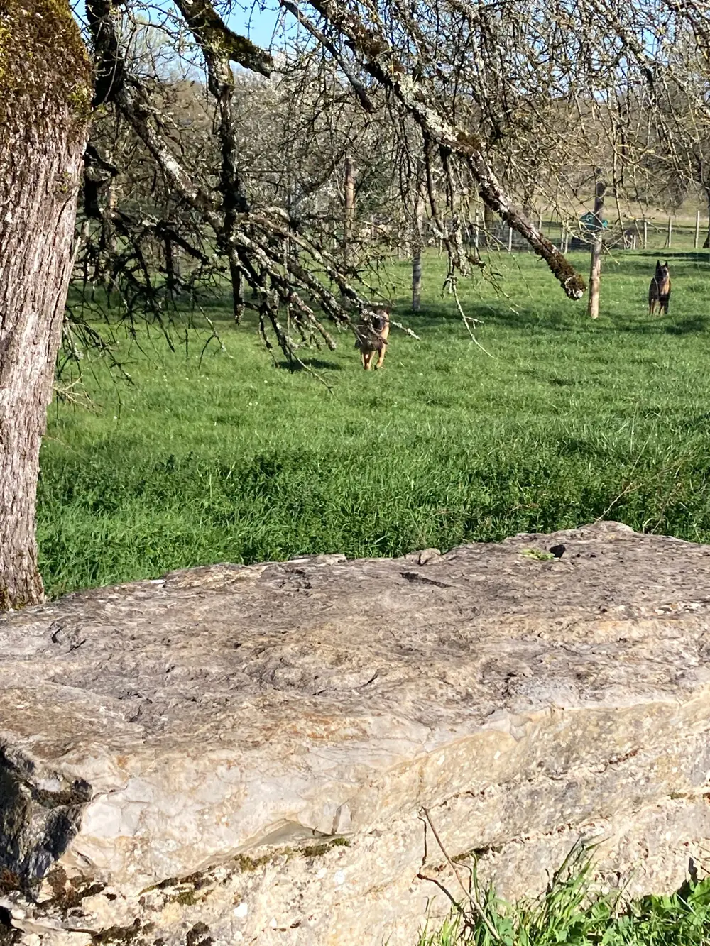La Ferme du Buy - Chien tonique et épanoui grâce aux exercices quotidiens