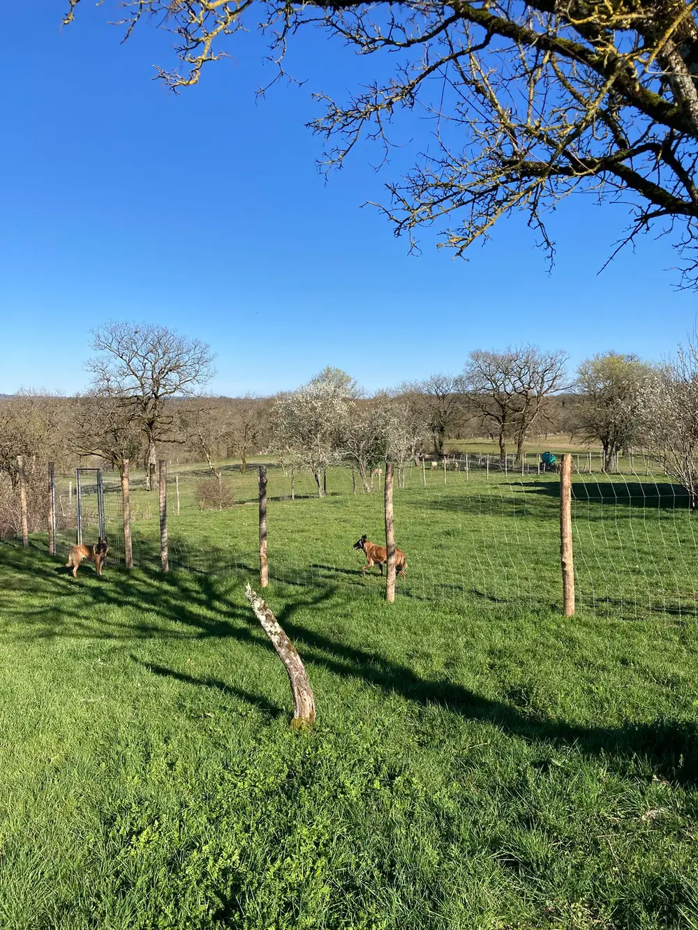 Pension canine La Ferme du Buy - Idéal pour les vacances ou déplacements professionnels