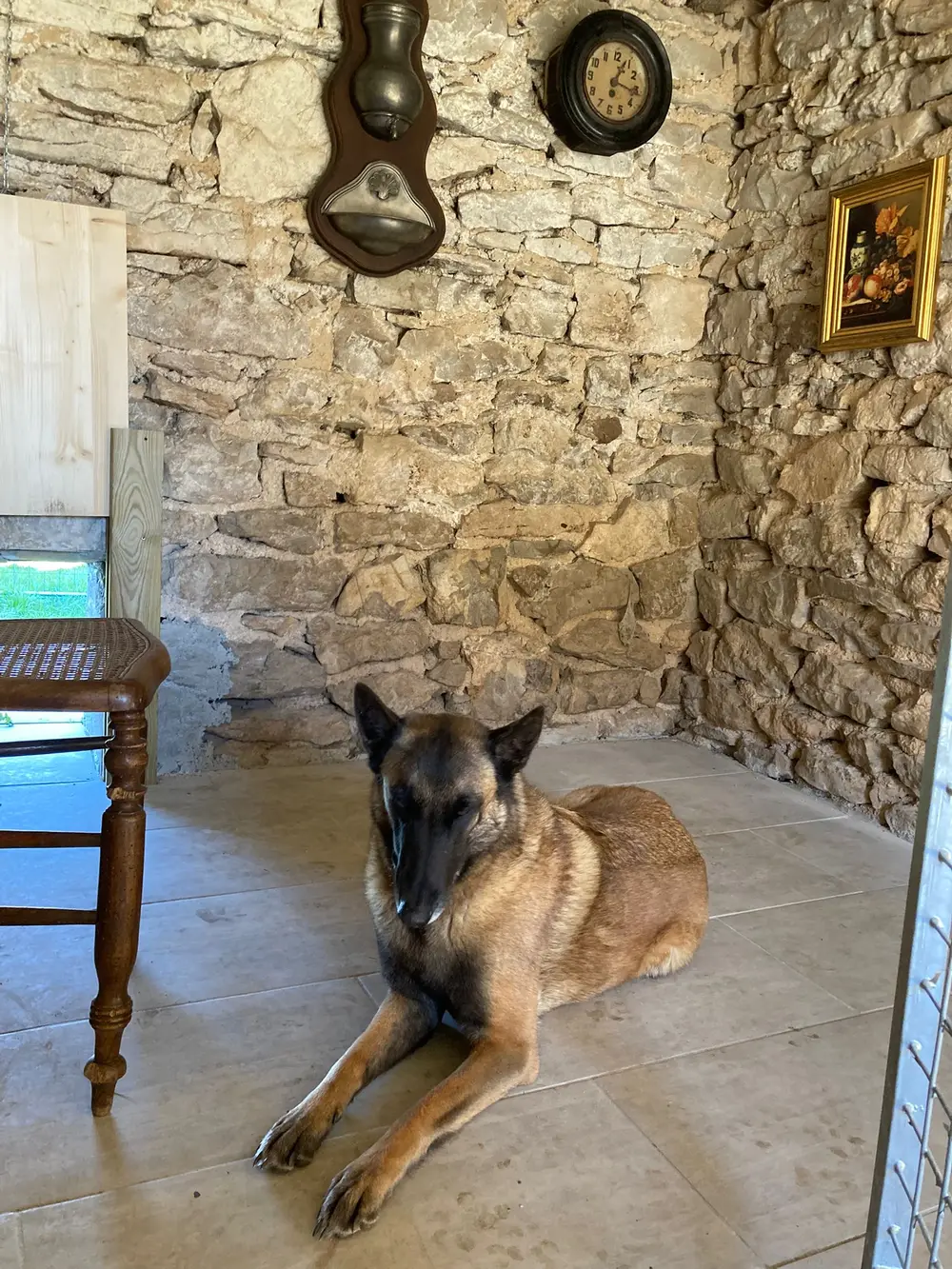 La Ferme du Buy - Chien en bonne santé grâce aux activités physiques régulières