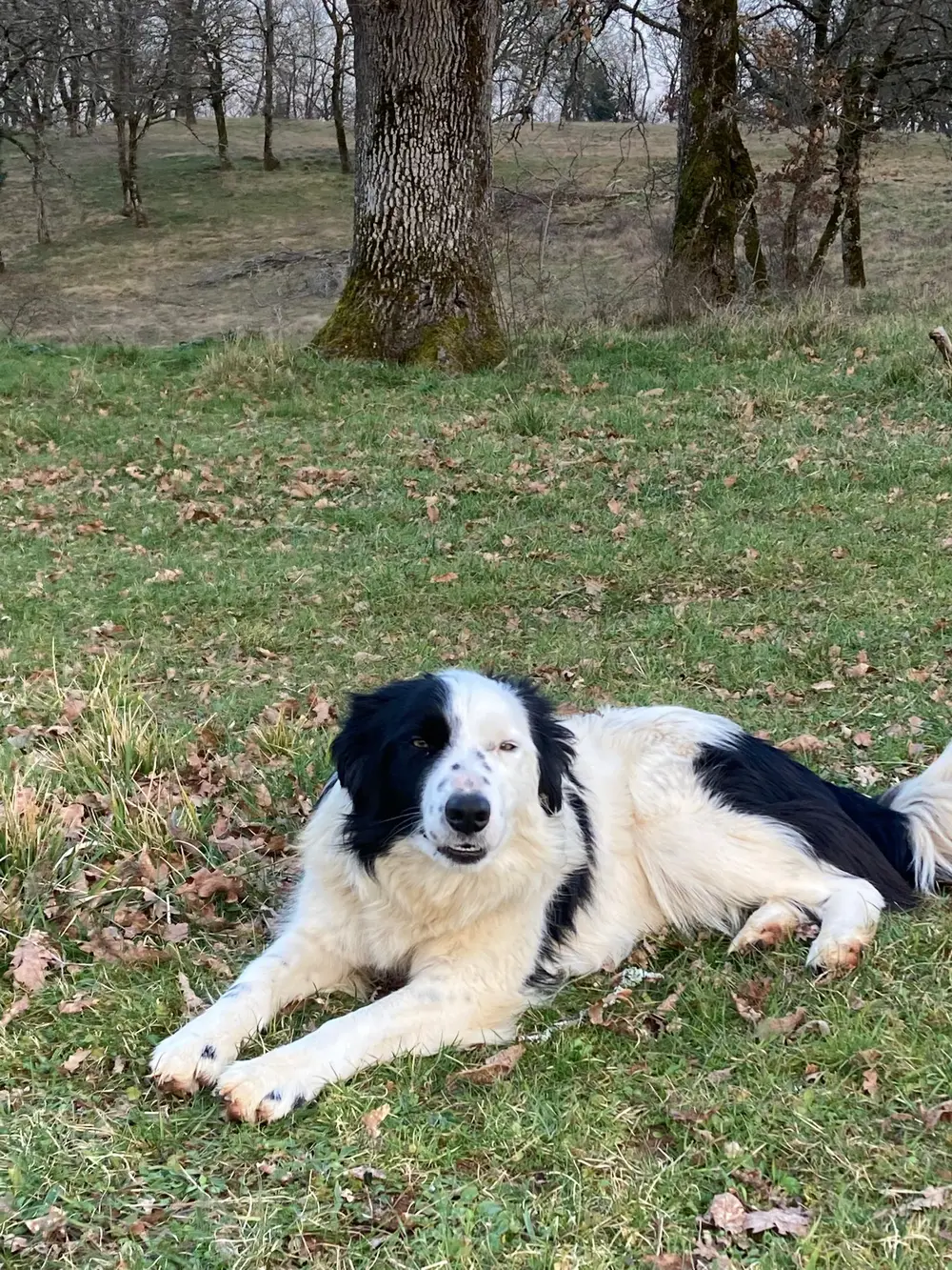 Éducation canine La Ferme du Buy - Chiot ou adulte, chaque chien progresse