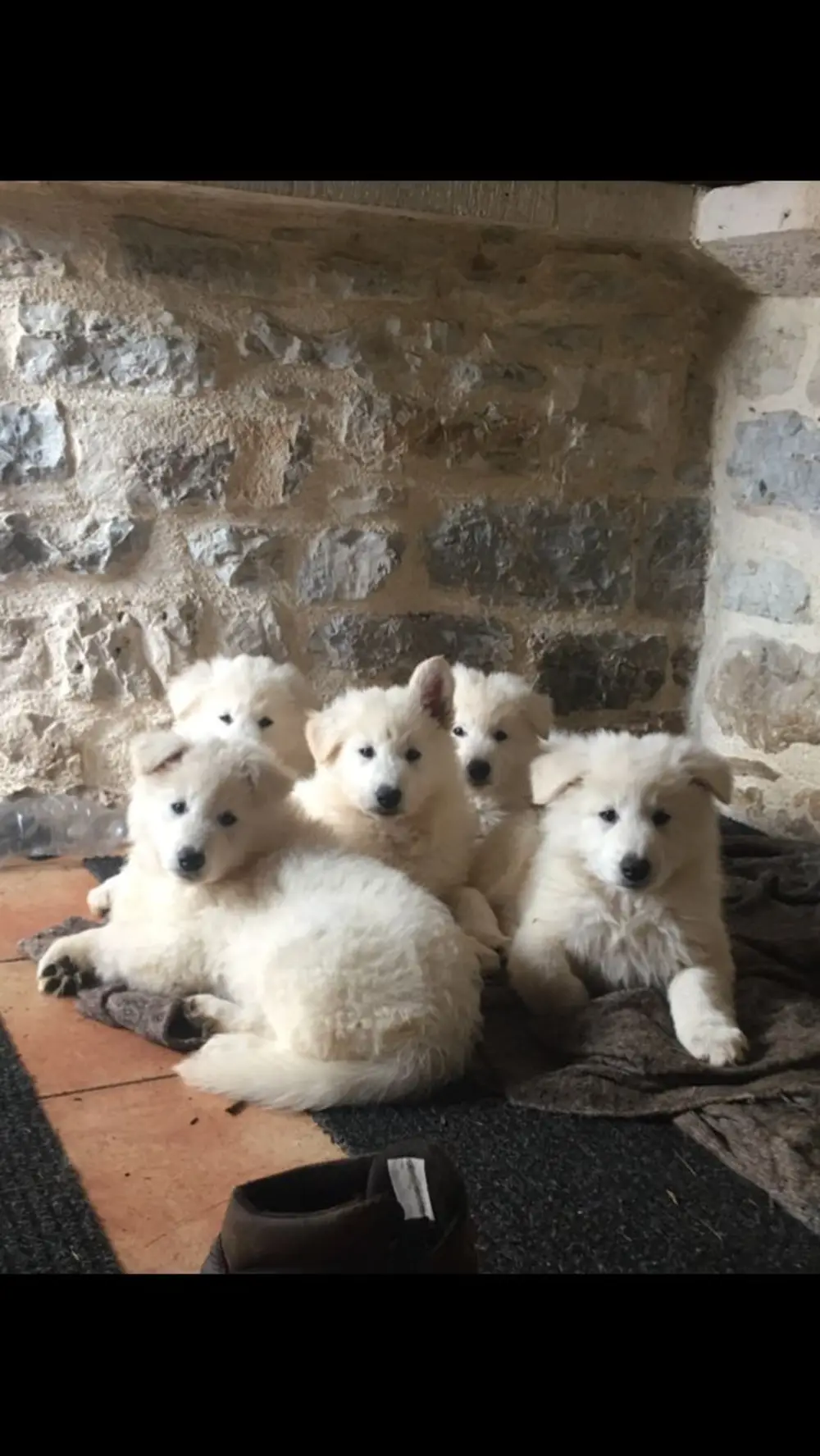 La Ferme du Buy - Cadre idyllique du Lot pour une pension canine d'exception