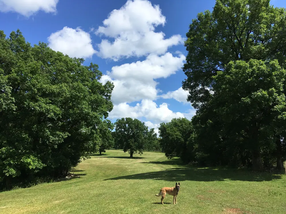 La Ferme du Buy - Chien jouant dans les étendues naturelles du domaine