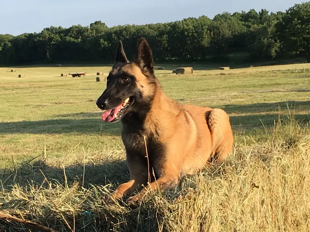 La Ferme du Buy - Grand terrain clos pour les chiots en pleine découverte