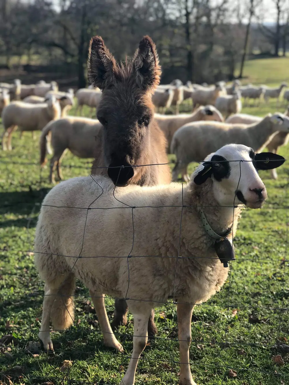 Éducation canine La Ferme du Buy - Séances de groupe ou individuelles disponibles