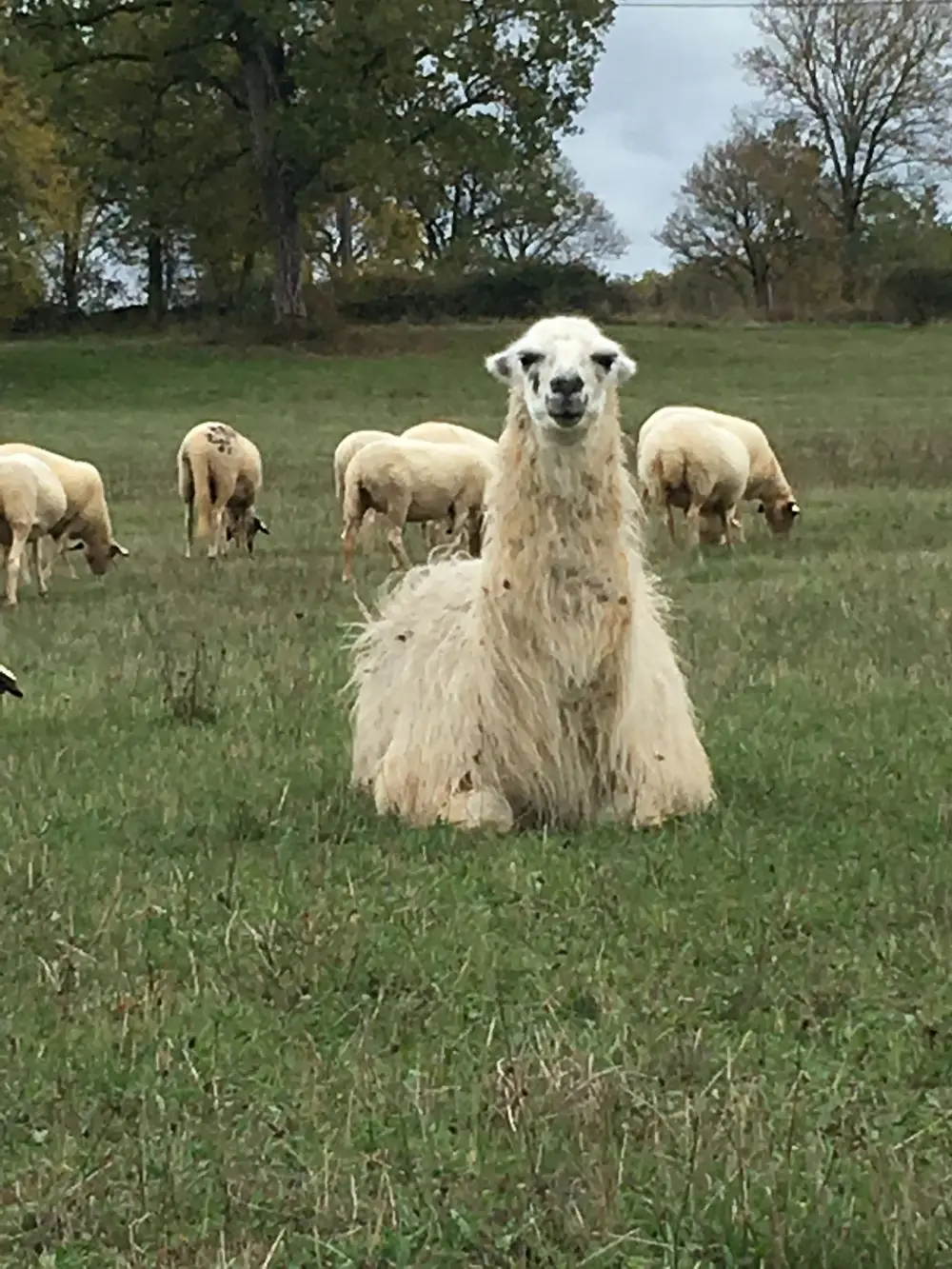 La Ferme du Buy - Matin de brume sur le domaine accueillant vos compagnons