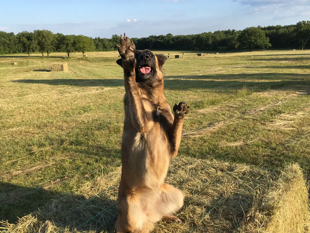 Pension canine La Ferme du Buy - Respect du rythme de chaque animal