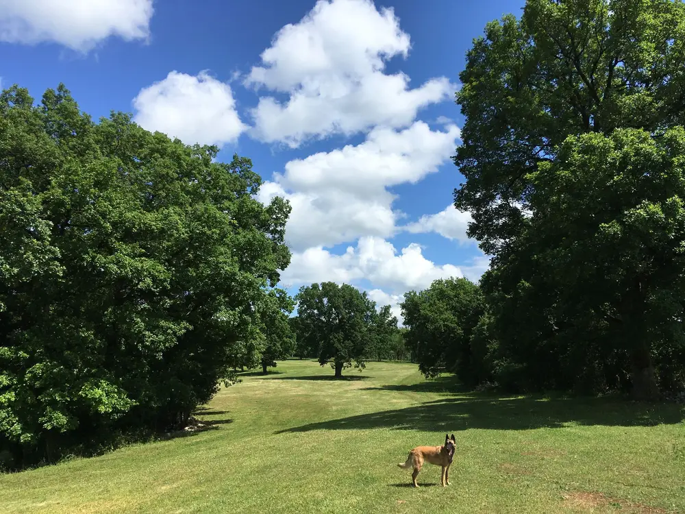 Dressage professionnel La Ferme du Buy - Chien coopératif et de confiance