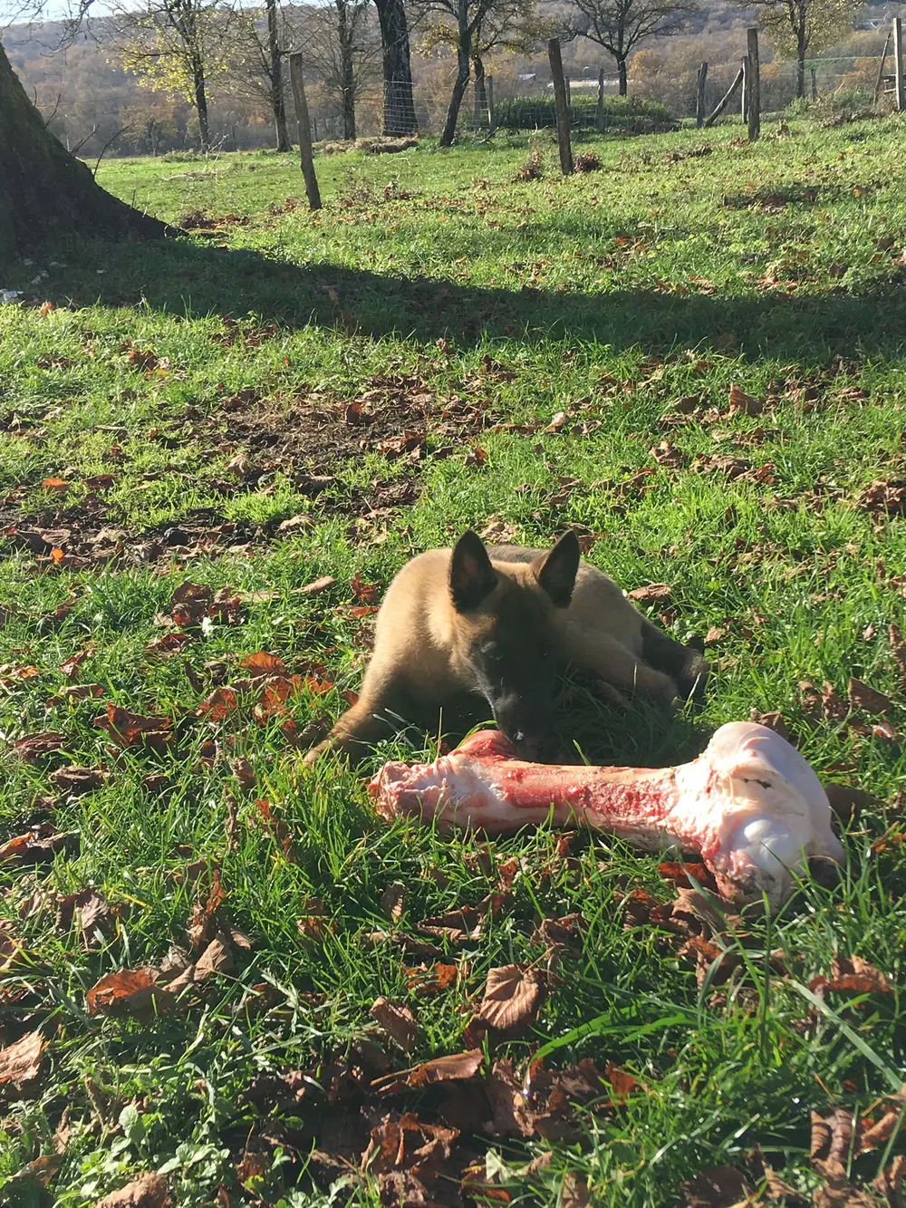La Ferme du Buy - Couleurs du Lot comme décor naturel pour vos animaux