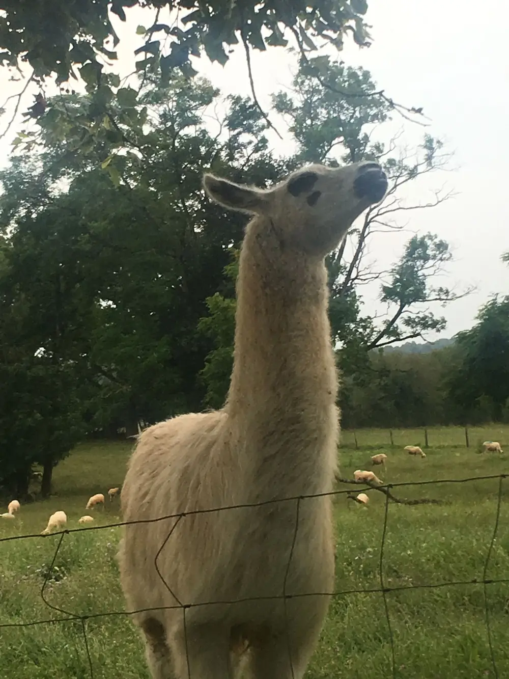 Pension canine La Ferme du Buy - Chien câliné et rassuré pendant votre absence