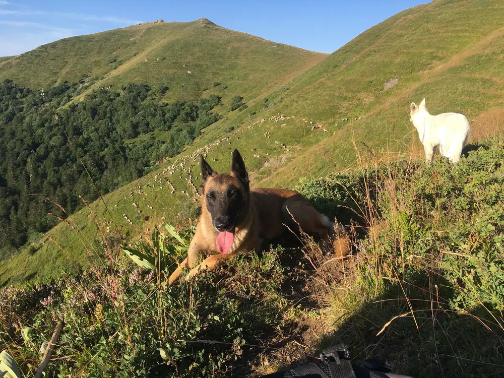 Éducation canine La Ferme du Buy - Vincent à votre écoute pour tout conseil