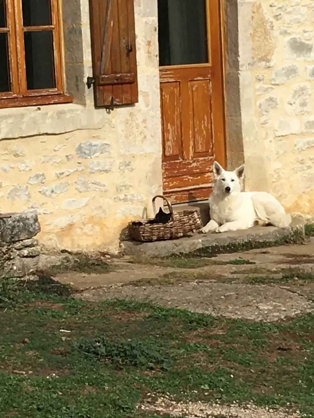 La Ferme du Buy - Chien libre et serein dans les prairies fleuries du Lot
