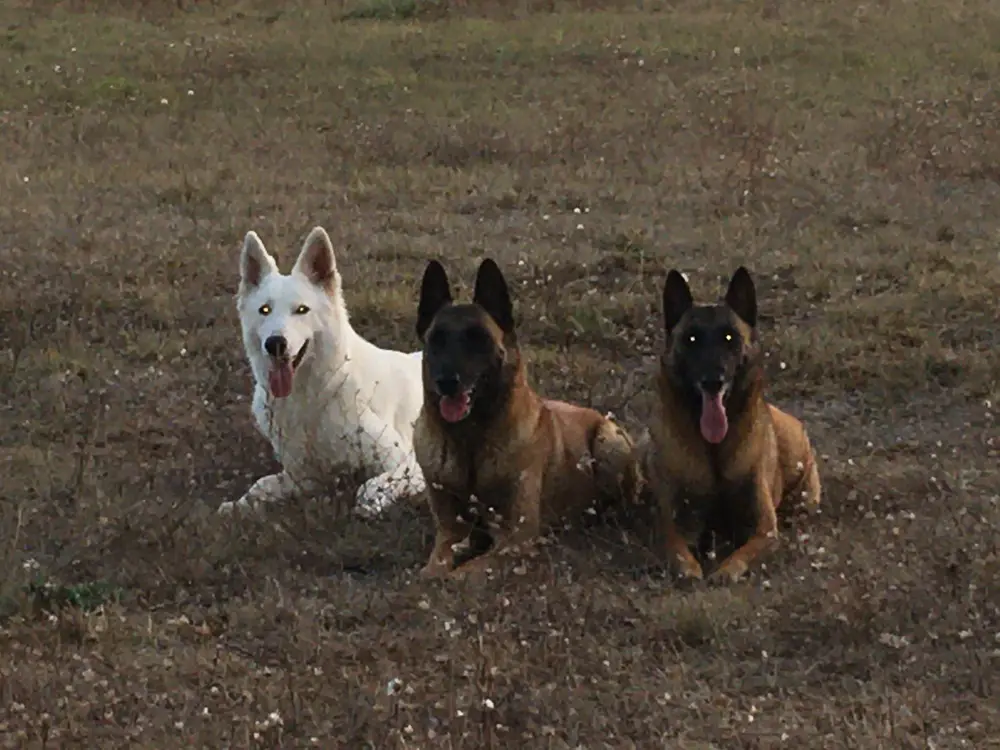La Ferme du Buy - Nature sauvage du Quercy pour une pension canine unique