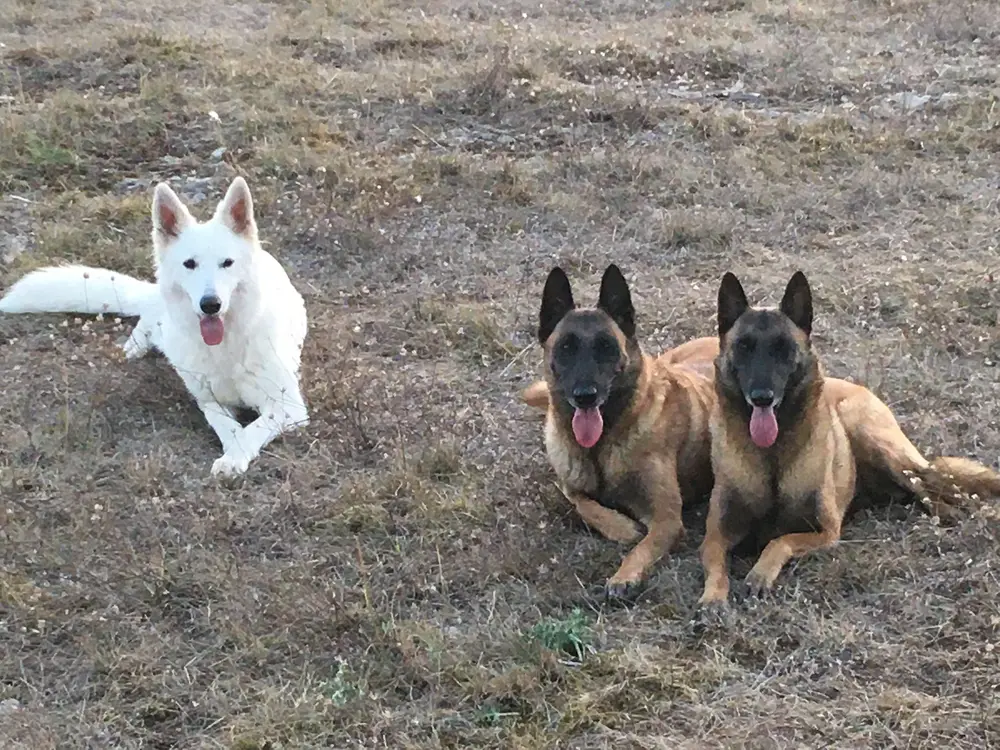 Dressage au troupeau La Ferme du Buy - Passion du maître canin transmise aux chiens